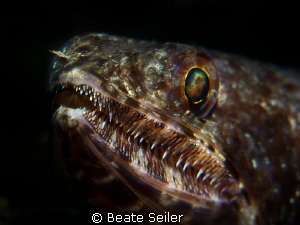 Lizard fish by Beate Seiler 